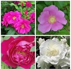 Роза ругоза (морщинистая) микс, морозостойкая, декоративная, съедобная, лекарственная, живая изгородь, медонос 3543