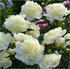 Пион молочноцветковый, морозостойкий, многолетний, декоративный, лекарственный 2295