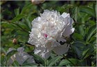 Пион молочноцветковый, морозостойкий, многолетний, декоративный, лекарственный 2295