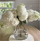 Гортензия метельчатая, морозостойкая, многолетняя, декоративный кустарник, густая крона, медонос 4060