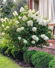 Гортензия метельчатая, морозостойкая, многолетняя, декоративный кустарник, густая крона, медонос 4060