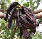 Кэроб (Рожковое дерево), декоративное, засухоустойчивое, медонос, комнатное, бонсай 4062