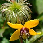 Клематис пильчатолистный, морозостойкая, декоративная лиана, ароматное и длительное цветение, быстрорастущая,, медонос 4064