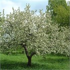 Яблоня ранетка пурпуровая, зимостойкое, урожайное, декоративное, неприхотливое, плодовое дерево, медонос 4067