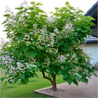 Катальпа бигноевидная ауреа, декоративное, лиственное дерево, яркая золотистая листва, эффектное цветение, неприхотливая, устойчивая к городским условиям 4068