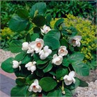 Магнолия Зибольда, морозостойкая, декоративная, ароматная, медонос 4069