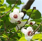 Магнолия Зибольда, морозостойкая, декоративная, ароматная, медонос 4069