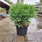 Криптомерия Японская, морозостойкая, вечнозеленая, декоративная, ценная древесина, бонсай 2043