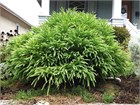 Криптомерия Японская, морозостойкая, вечнозеленая, декоративная, ценная древесина, бонсай 2043