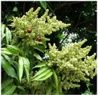 Сапиндус (мыльное дерево), декоративное, лекарственное, комнатное 4058