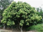 Сапиндус (мыльное дерево), декоративное, лекарственное, комнатное 4058