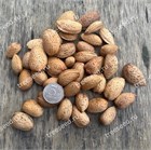 Миндаль сладкий, съедобный, морозостойкий, декоративный, медонос 1827