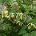 Клематис пильчатолистный, морозостойкая, декоративная лиана, ароматное и длительное цветение, быстрорастущая,, медонос 4064