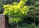 Катальпа бигноевидная Ауреа, декоративная, яркая золотистая листва, эффектное цветение, неприхотливая 4068
