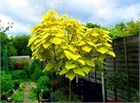 Катальпа бигноевидная Ауреа, декоративная, яркая золотистая листва, эффектное цветение, неприхотливая 4068