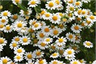 Ромашка лекарственная (аптечная), декоративные цветы 2287