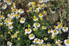 Ромашка лекарственная (аптечная), декоративные цветы 2287