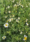 Ромашка лекарственная (аптечная), декоративные цветы 2287