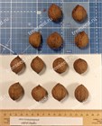 Орех сердцевидный круглый, морозостойкий, съедобный 4070