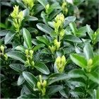 Бересклет японский, вечнозелёный, декоративный кустарник, для живых изгородей, устойчивый к городским условиям 4071