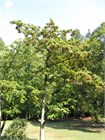 Идезия многоплодная (ландышевое дерево), морозостойкая, декоративная, медонос 2156