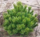 Сосна горная Носатая (Рострата), морозостойкая, декоративная,  компактная, бонсай 3752