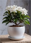 Гардения жасминовидная, декоративный кустарник, ароматное цветение, комнатная 4073