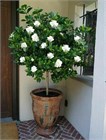Гардения жасминовидная, декоративный кустарник, ароматное цветение, комнатная 4073