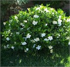 Гардения жасминовидная, декоративный кустарник, ароматное цветение, комнатная 4073