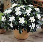 Гардения жасминовидная, декоративный кустарник, ароматное цветение, комнатная 4073