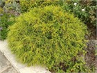 Кипарисовик горохоплодный золотистый (нитевидный), морозостойкий, вечнозеленый, декоративный 4074