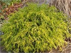 Кипарисовик горохоплодный золотистый (нитевидный), морозостойкий, вечнозеленый, декоративный 4074