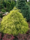 Кипарисовик горохоплодный золотистый (нитевидный), морозостойкий, вечнозеленый, декоративный 4074