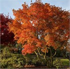 Триадика себифера (сапиум салоносный), декоративное, быстрорастущее, экзотическое дерево, медонос 4072