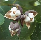 Триадика себифера (сапиум салоносный), декоративное, быстрорастущее, экзотическое дерево, медонос 4072