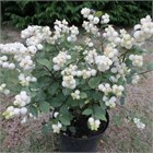 Снежноягодник, морозостойкий, неприхотливый, кормовой, декоративный кустарник, живая изгородь, медонос 2013