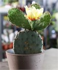 Кактус Опунция распростёртая, морозостойкая, декоративная, съедобная, комнатная 1658