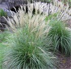 Мискантус китайский, декоративный злак, многолетний, морозостойкий, сухоцвет 4076