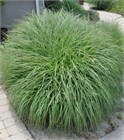Мискантус китайский, декоративный злак, многолетний, морозостойкий, сухоцвет 4076