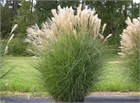 Мискантус китайский, декоративный злак, многолетний, морозостойкий, сухоцвет 4076