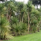 Пальма Кордилина южная, морозостойкая, комнатная, неприхотливая 2023