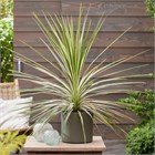 Пальма Кордилина южная, морозостойкая, комнатная, неприхотливая 2023