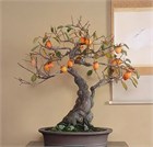 Хурма Восточная, морозостойкая, съедобная, декоративная, медонос, бонсай, подвой 4078