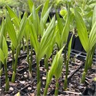 Арека Катеху (бетельный орех), декоративная пальма, комнатная, компактный размер 4083