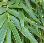 Бамбук прямой (калькуттский), декоративный, комнатный, быстрорастущий, ценная древесина 4086