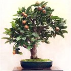 Мушмула Германская, морозостойкая, декоративная, съедобная, бонсай, медонос 2446