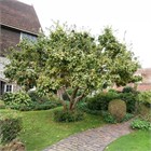 Мушмула Германская, морозостойкая, декоративная, съедобная, бонсай, медонос 2446