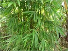 Бамбук прямой (калькуттский), декоративный, комнатный, быстрорастущий, ценная древесина 4086