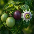 Пассифлора съедобная (пурпурная), декоративная, вечнозеленая лиана, лекарственная, комнатная 3147