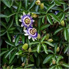 Пассифлора съедобная (желтая), декоративная, вечнозеленая лиана, лекарственная, комнатная 4087